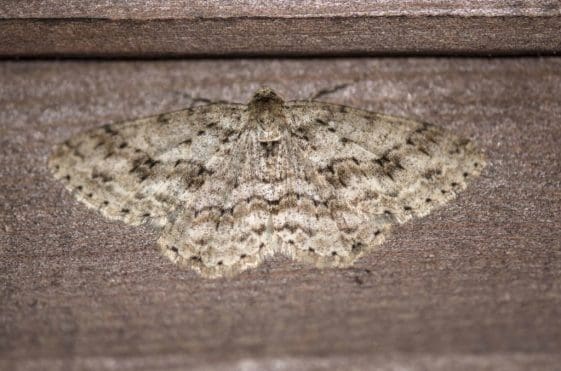10 The engrailed moth.