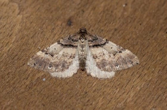 11 The shoulder-stripe moth.