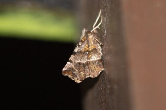 12 Early thorn moth with its butterfly-like wings.