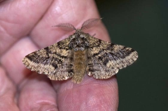 13 The brindled beauty moth.