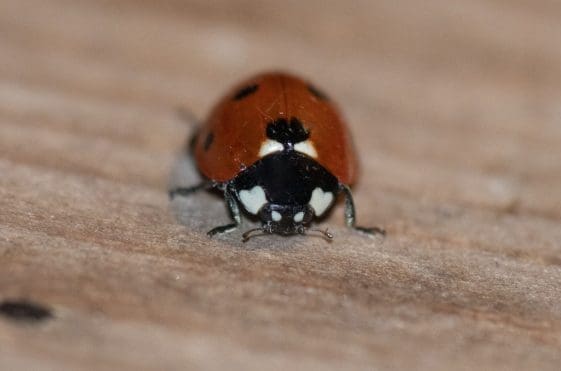 15 Seven-spot ladybird in the moth trap.