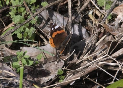 2 This red admiral butterfly appeared on the village green during one of the few short sunny periods.