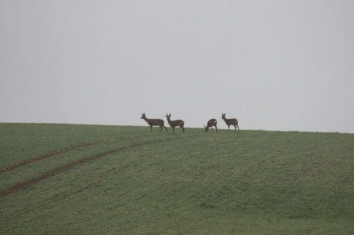 4 Four distant roe deer at Lower Bordean, four does and a buck (the buck is second from the left).