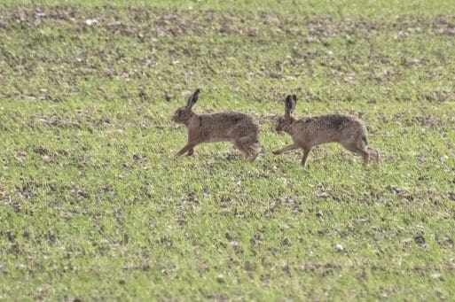7 Two brown hares near Lower Bordean.