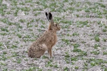 Image 9 Brown hare