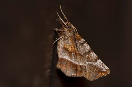 10 Early thorn moth.