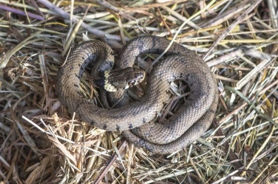 14 Young grass snake under a refugia tin.