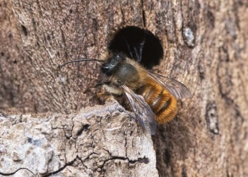 2 Red mason bee exploring a potential nest hole.