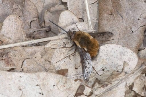 5 Dotted bee-fly.
