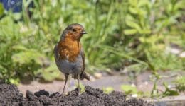 5 Robin on fresh dug soils
