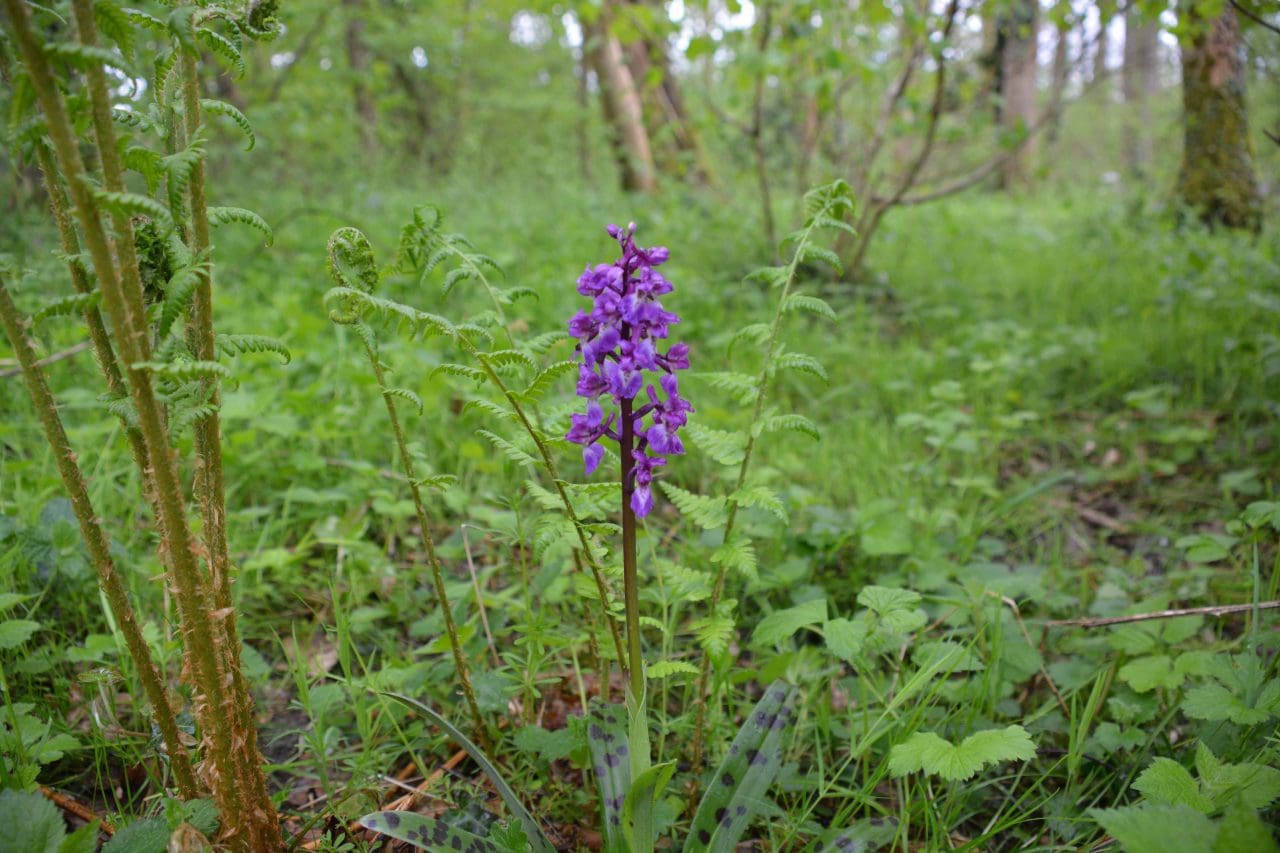 DSC_0356 Early purple orchid R
