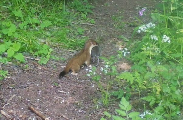 1 The stoat with an adult rat at the end of our garden.