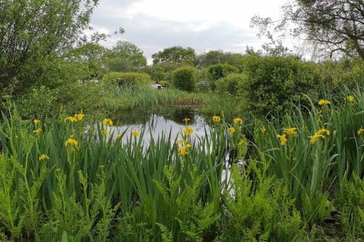10 The Seven Stars pond resplendent with yellow iris.