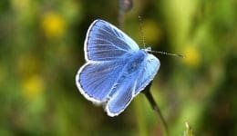 18 Male common blue