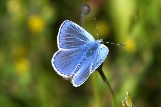 18 Male common blue butterfly.