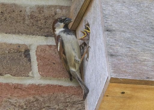 2 Male house sparrow feeding its young.