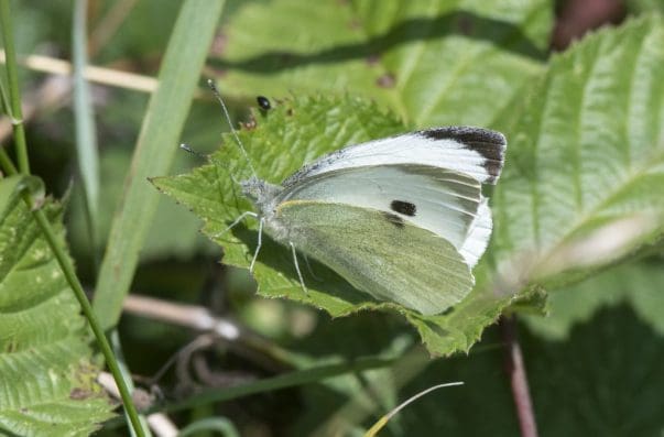  1 A large white butterfly on the village green, usually seen flying fast along the hedgerows but this one landed right in front of me.