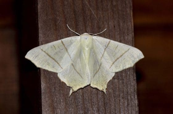 14 Swallow-tailed moth