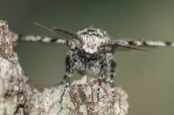 15 Head of the peppered moth showing antennae