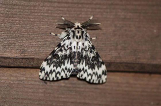16 Black arches moth