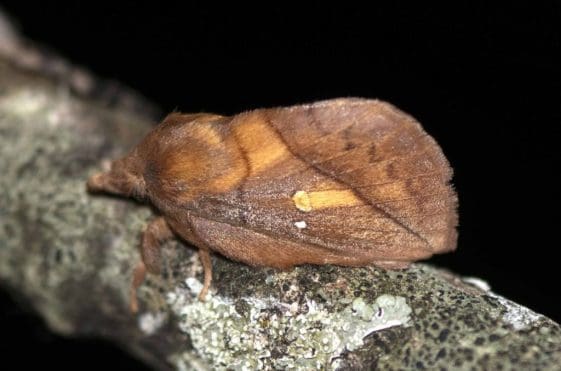 18 The dead-leaf looking drinker moth.