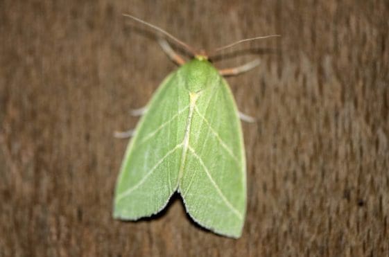 18 Scarce silver lines moth