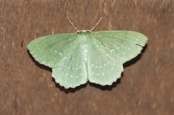 18a Large emerald moth