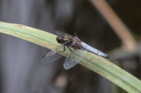 20 Broad bodied chaser over the Seven Stars pond