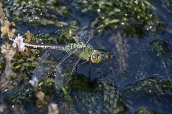 21 Female emperor dragonfly