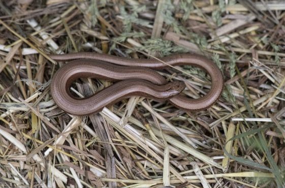 24 Slow-worm under a wildlife refugia tin.