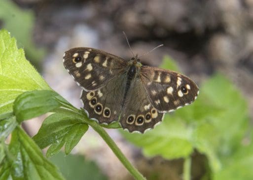 4 Speckled wood butterfly in our garden