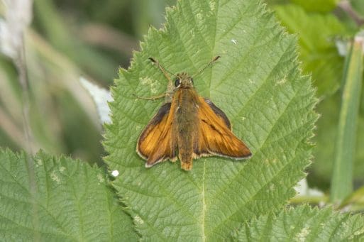 9 Large skipper butterfly showing the linear scent marking.