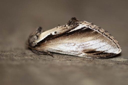12 Lesser prominent moth.