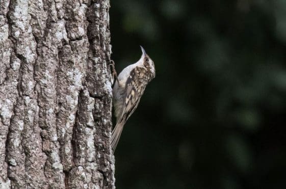 18 One of the two treecreepers on our oak tree.