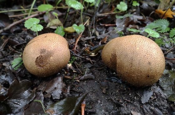 22 Earthball fungi.