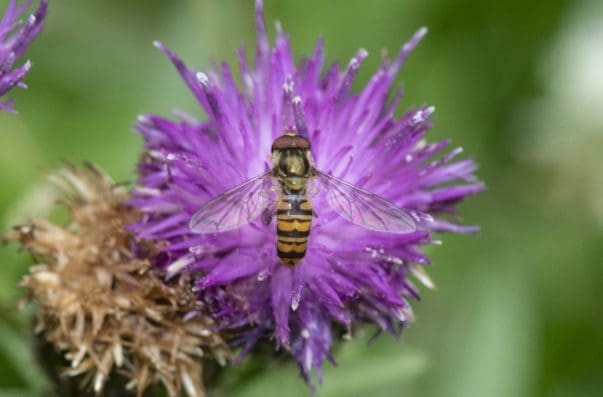 4 The wasp mimic, marmalade hoverfly, on black  knapweed.