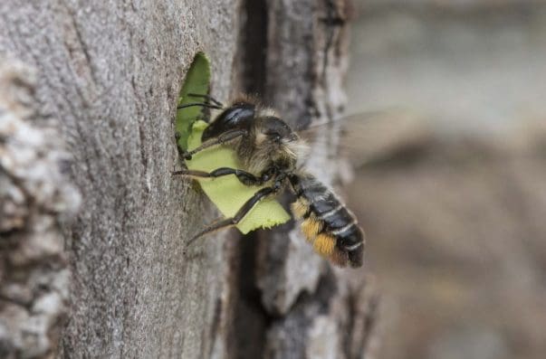6 Willughby’s leaf-cutter bee at our bee hotel.