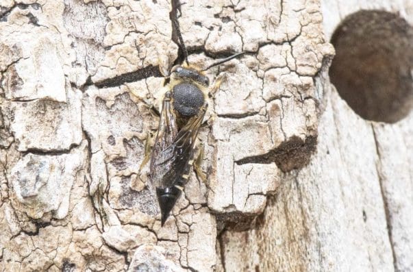 7 Sharp-tail bee, a parasite of leaf-cutter bees, investigating our bee hotel.