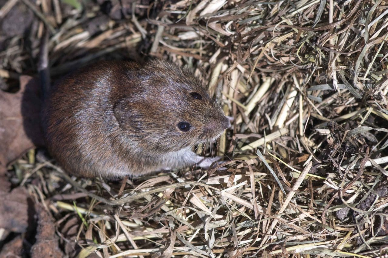 3 The reddish Bank Vole, often seen by day.