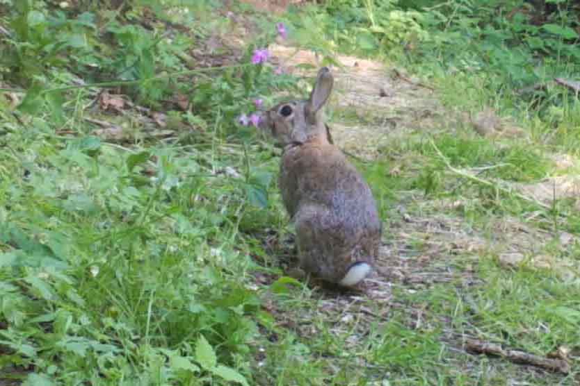8 Rabbits are common in our hedgerows.