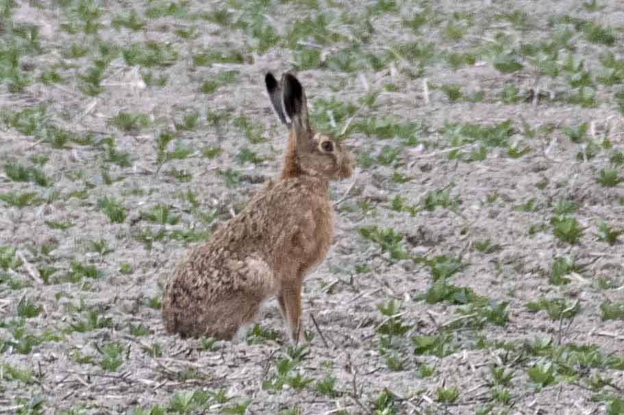9 Brown Hare, frequent on our arable fields.