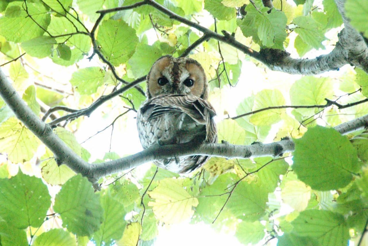 14 A young tawny owl in hazel hedge.