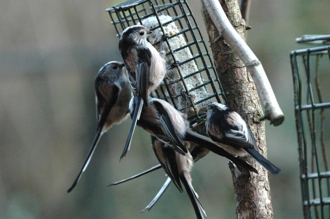 19 A flock of long-tailed tits at bird feeder.