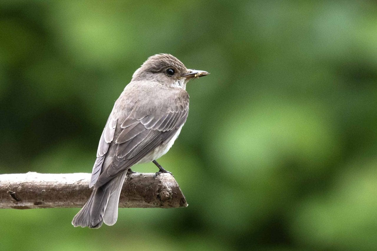 22 One of a pair of spotted flycatchers that took up residence in our garden.