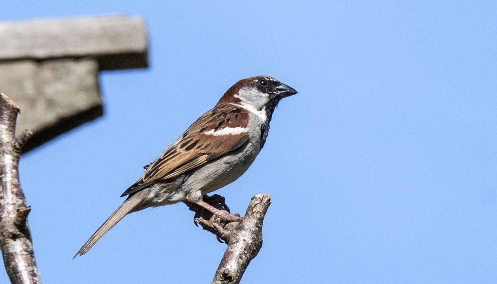 1 Male house sparrow-min