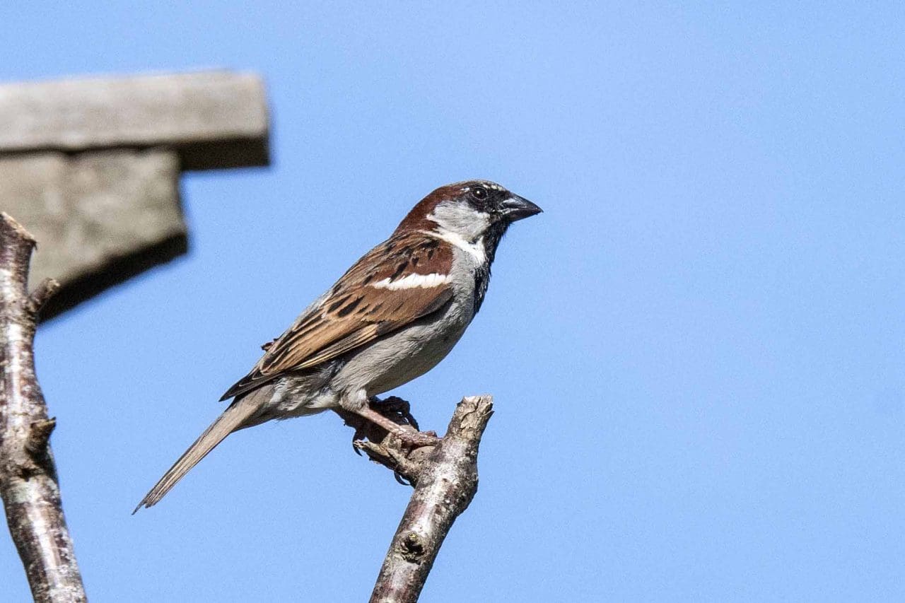 1 Male house sparrow with chestnut-coloured wings, grey cheek patch and a grey cap.