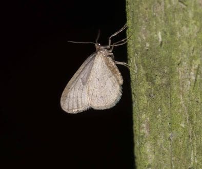 1 Winter moth on fence post 15 Dec 2023