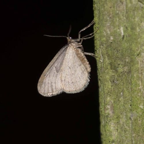 1 Winter moth on fence post 15 Dec 2023