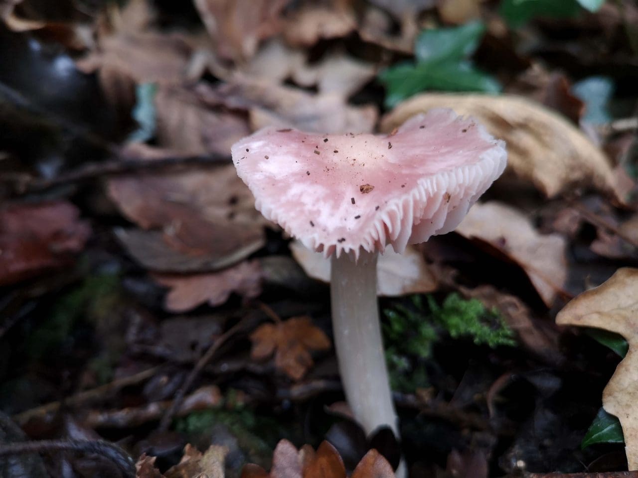 12 Rosy bonnet fungus.