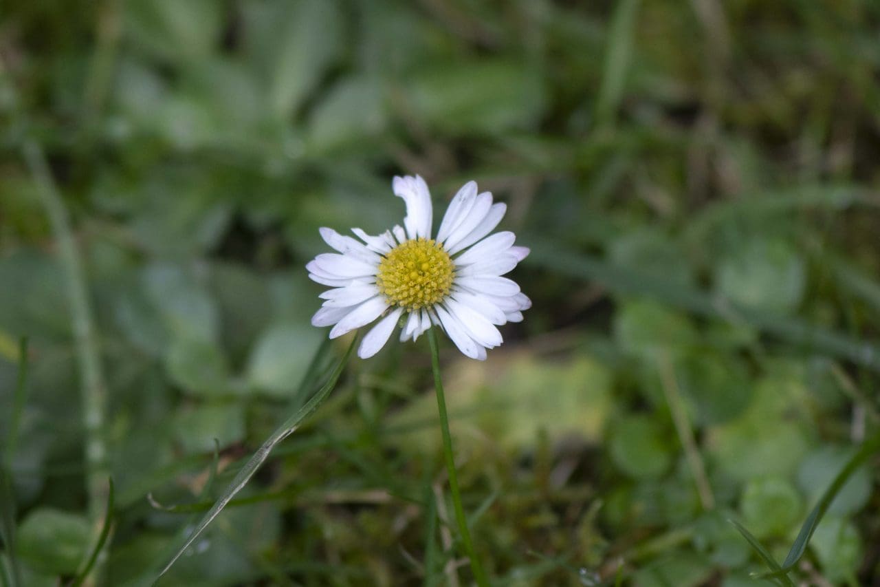 13 Common daisy, never seems to stop flowering.
